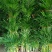 散尾葵大型精品绿植基地直销当天下单当天发货