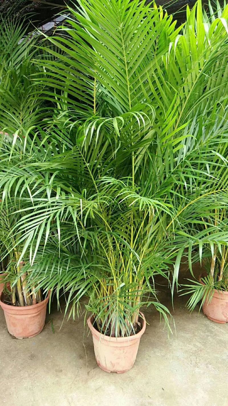 散尾葵大型精品绿植基地直销当天下单当天发货