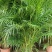 散尾葵大型精品绿植基地直销当天下单当天发货