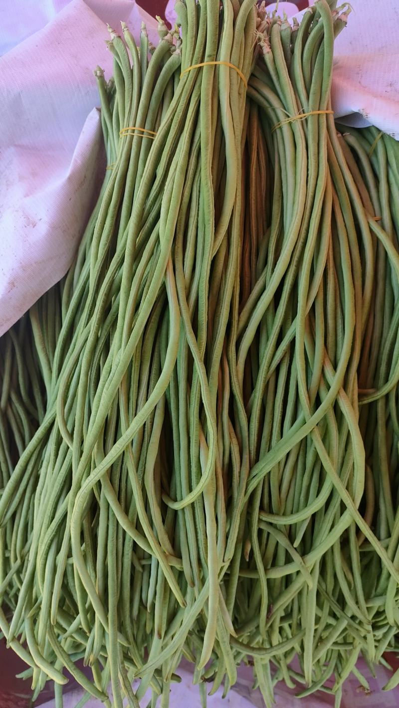 西双版纳傣族自治州豇豆新苗豆子陆续上市，量大价优，欢迎选