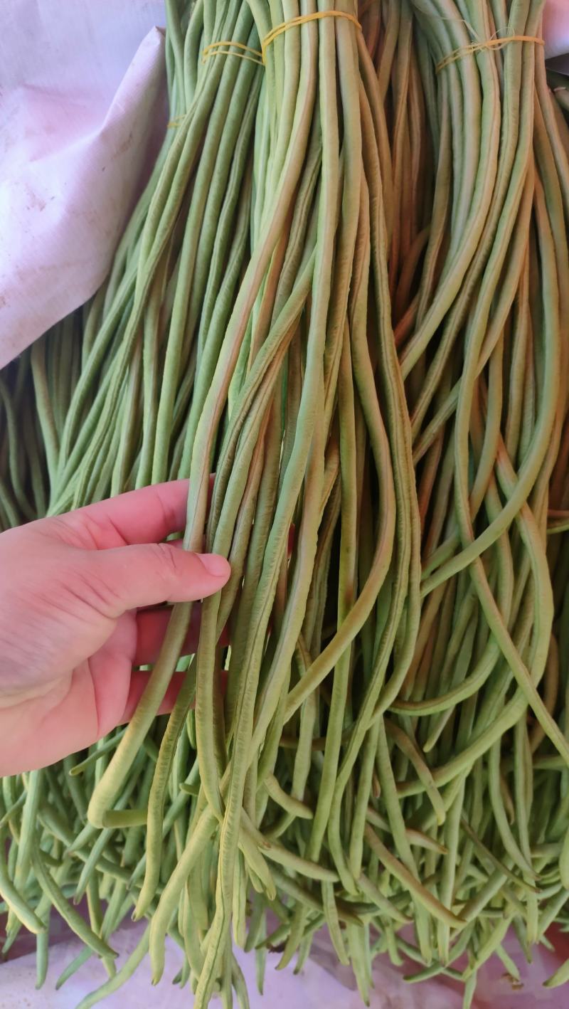 西双版纳傣族自治州豇豆新苗豆子陆续上市，量大价优，欢迎选