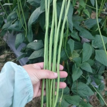 西双版纳傣族自治州豇豆新苗豆子陆续上市，量大价优，欢迎选