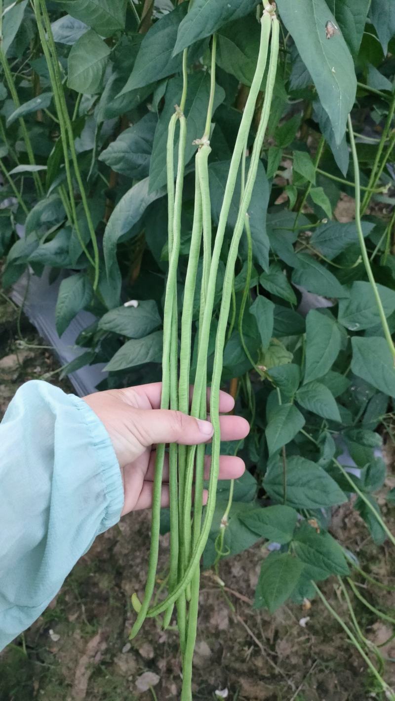 西双版纳傣族自治州豇豆新苗豆子陆续上市，量大价优，欢迎选