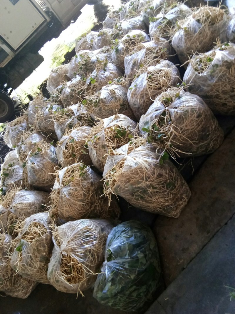 折耳根（新鲜折耳根现货供应）