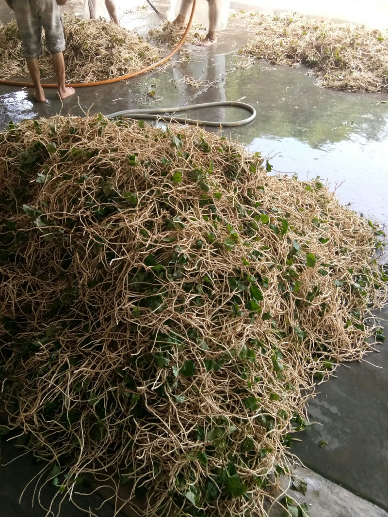 折耳根（新鲜折耳根现货供应）