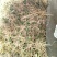 折耳根（新鲜折耳根现货供应）