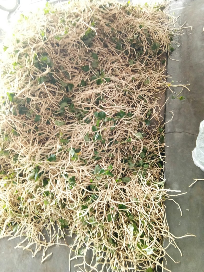折耳根（新鲜折耳根现货供应）