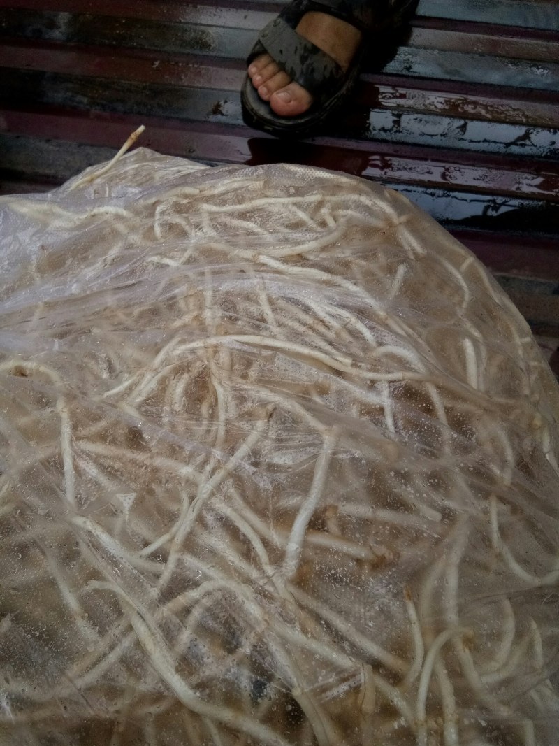 折耳根（新鲜折耳根现货供应）