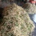 折耳根（新鲜折耳根现货供应）