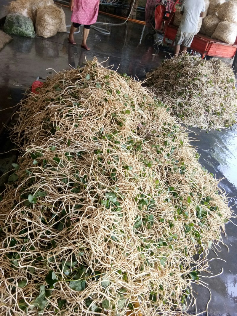 折耳根（新鲜折耳根现货供应）