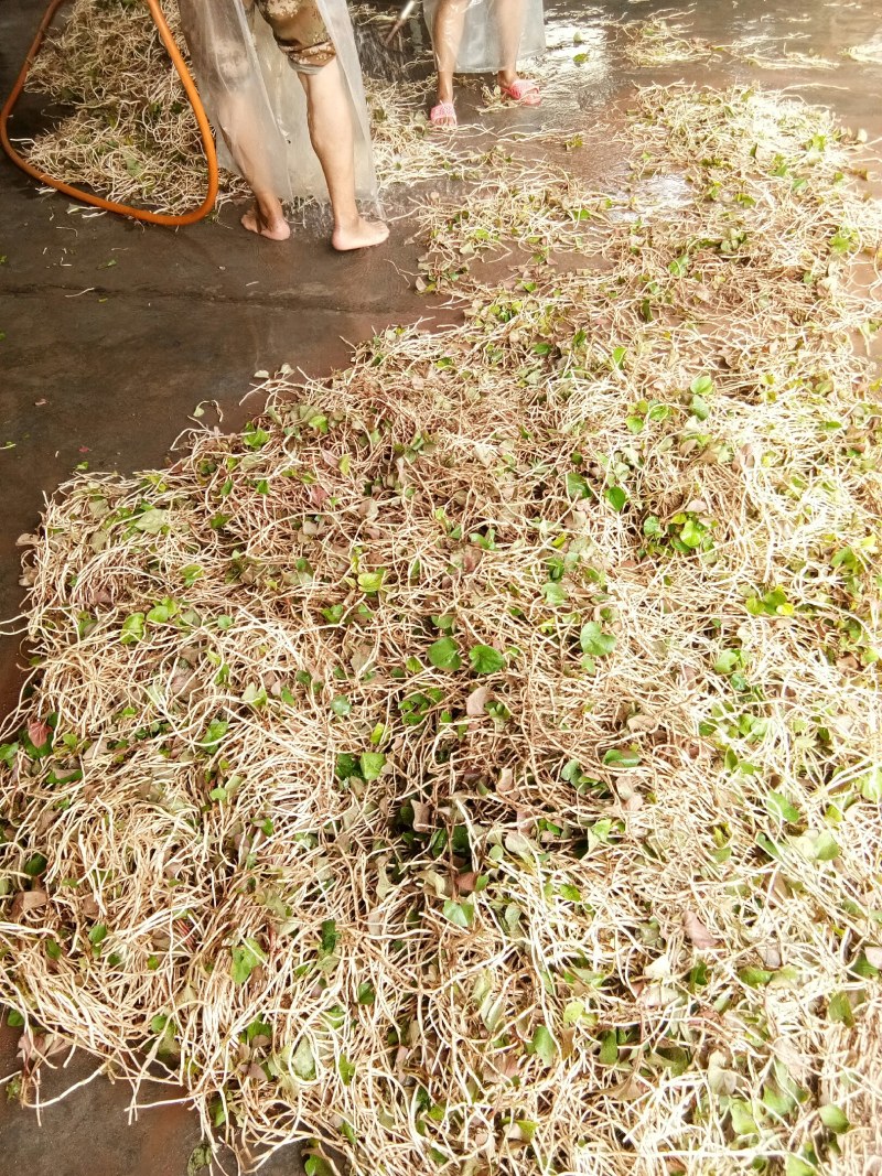 折耳根（新鲜折耳根现货供应）