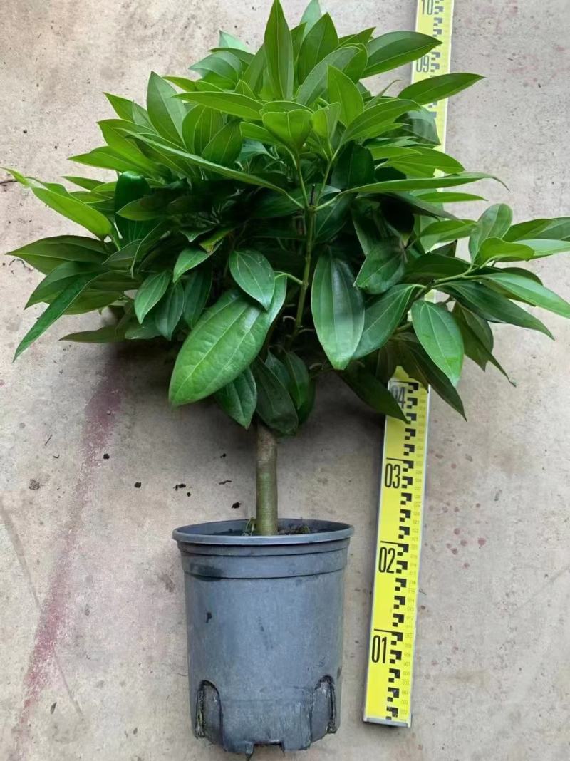 平安树大型绿植基地直销精品绿植盆栽当天下单当天发货