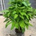 平安树大型绿植基地直销精品绿植盆栽当天下单当天发货