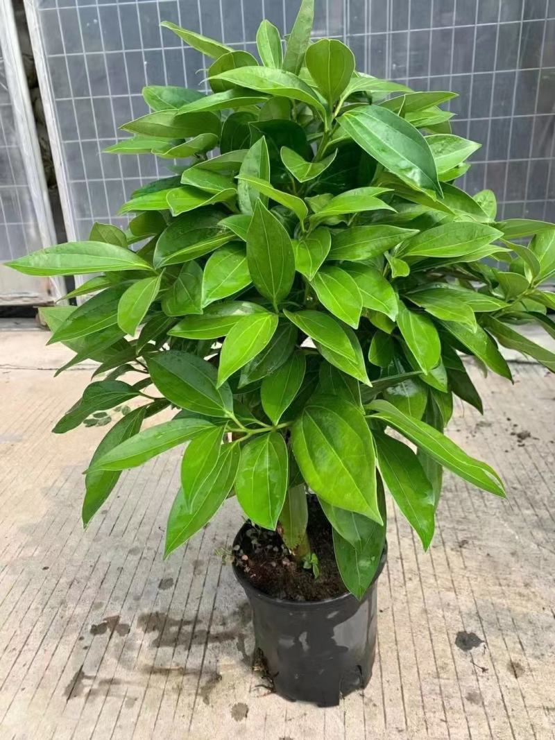 平安树大型绿植基地直销精品绿植盆栽当天下单当天发货