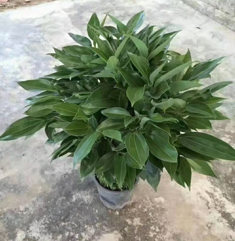 平安树大型绿植基地直销精品绿植盆栽当天下单当天发货