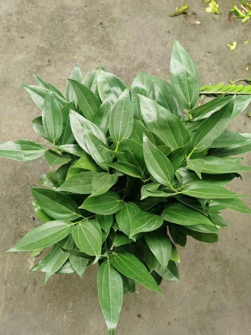 平安树大型绿植基地直销精品绿植盆栽当天下单当天发货