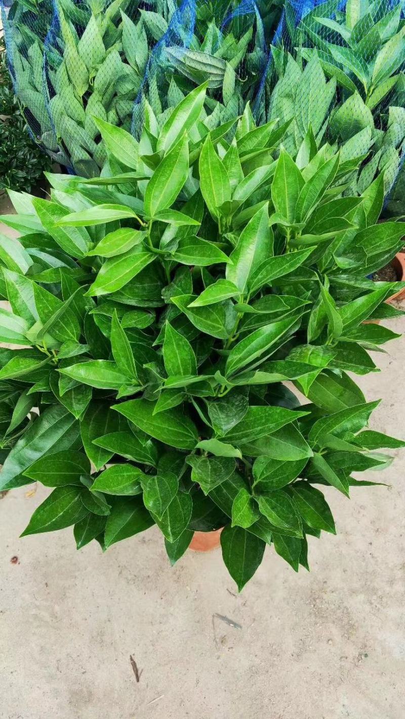 平安树大型绿植基地直销精品绿植盆栽当天下单当天发货