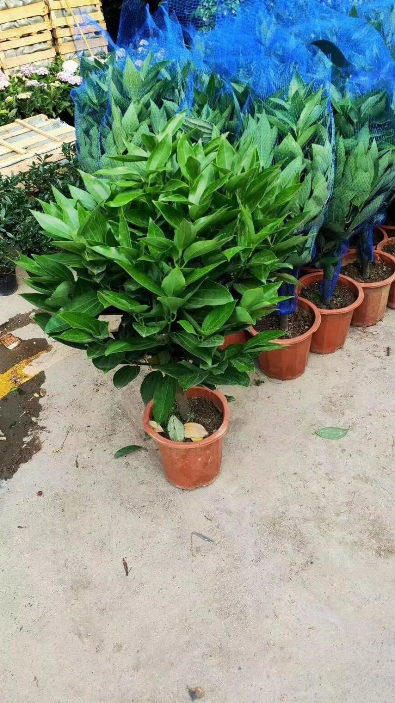 平安树大型绿植基地直销精品绿植盆栽当天下单当天发货