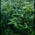 平安树大型绿植基地直销精品绿植盆栽当天下单当天发货