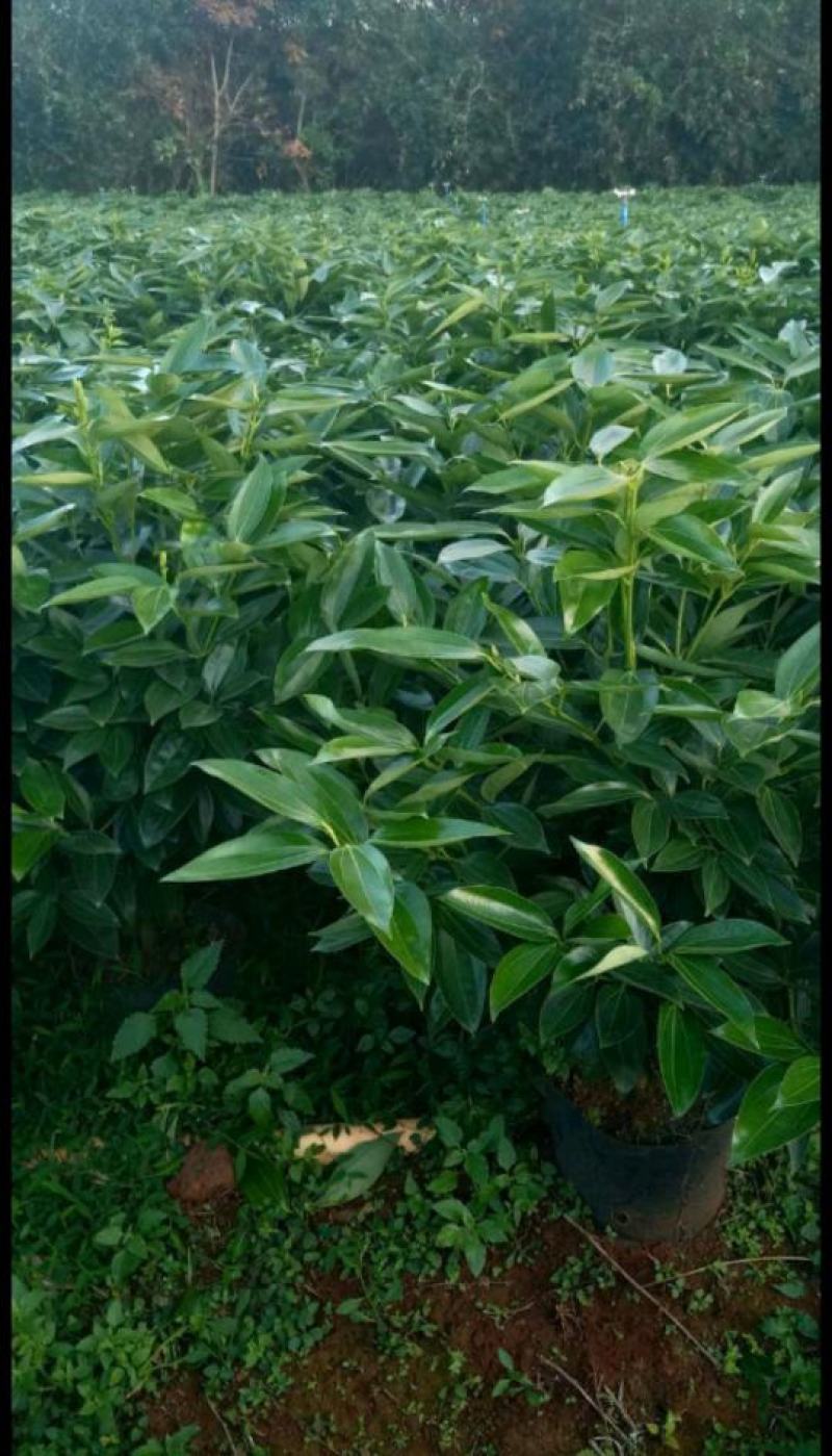 平安树大型绿植基地直销精品绿植盆栽当天下单当天发货