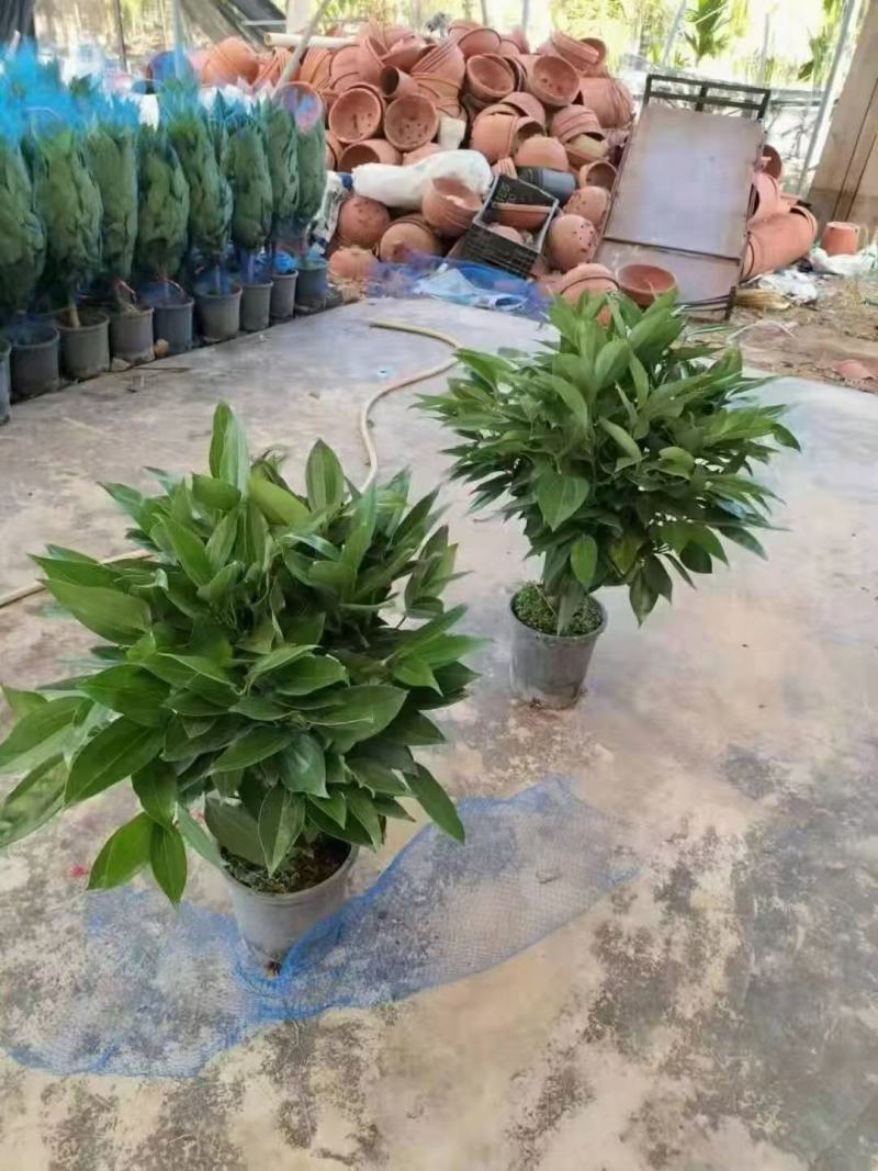 平安树大型绿植基地直销精品绿植盆栽当天下单当天发货