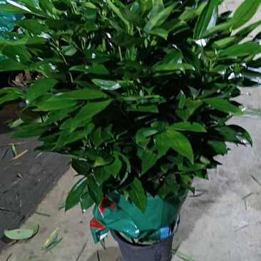 平安树大型绿植基地直销精品绿植盆栽当天下单当天发货