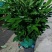 平安树大型绿植基地直销精品绿植盆栽当天下单当天发货