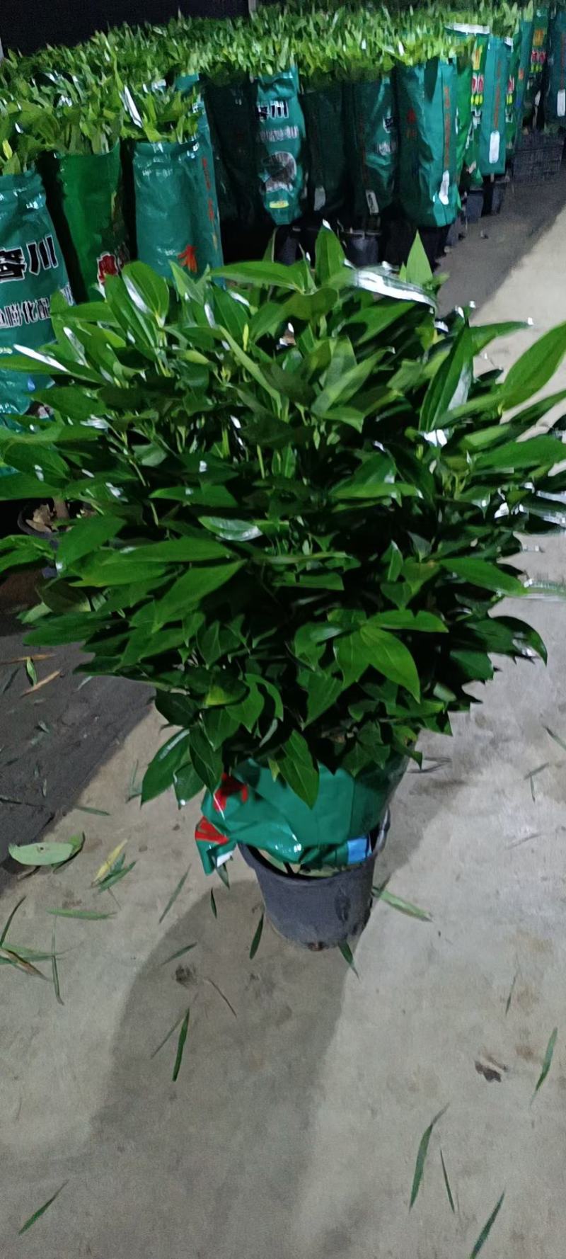 平安树大型绿植基地直销精品绿植盆栽当天下单当天发货