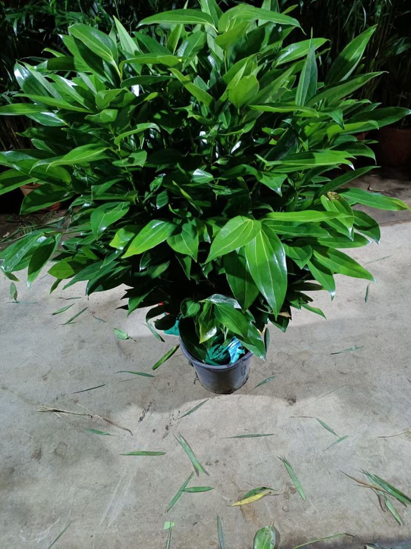 平安树大型绿植基地直销精品绿植盆栽当天下单当天发货