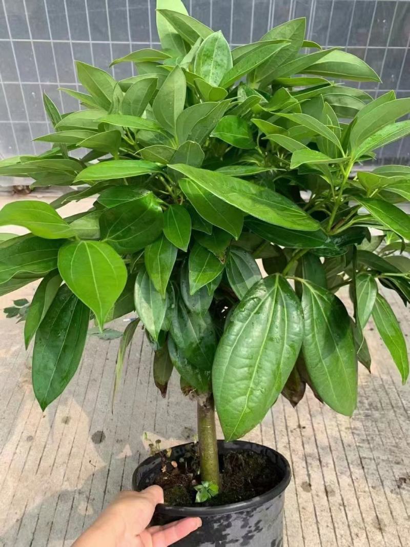 平安树大型绿植基地直销精品绿植盆栽当天下单当天发货