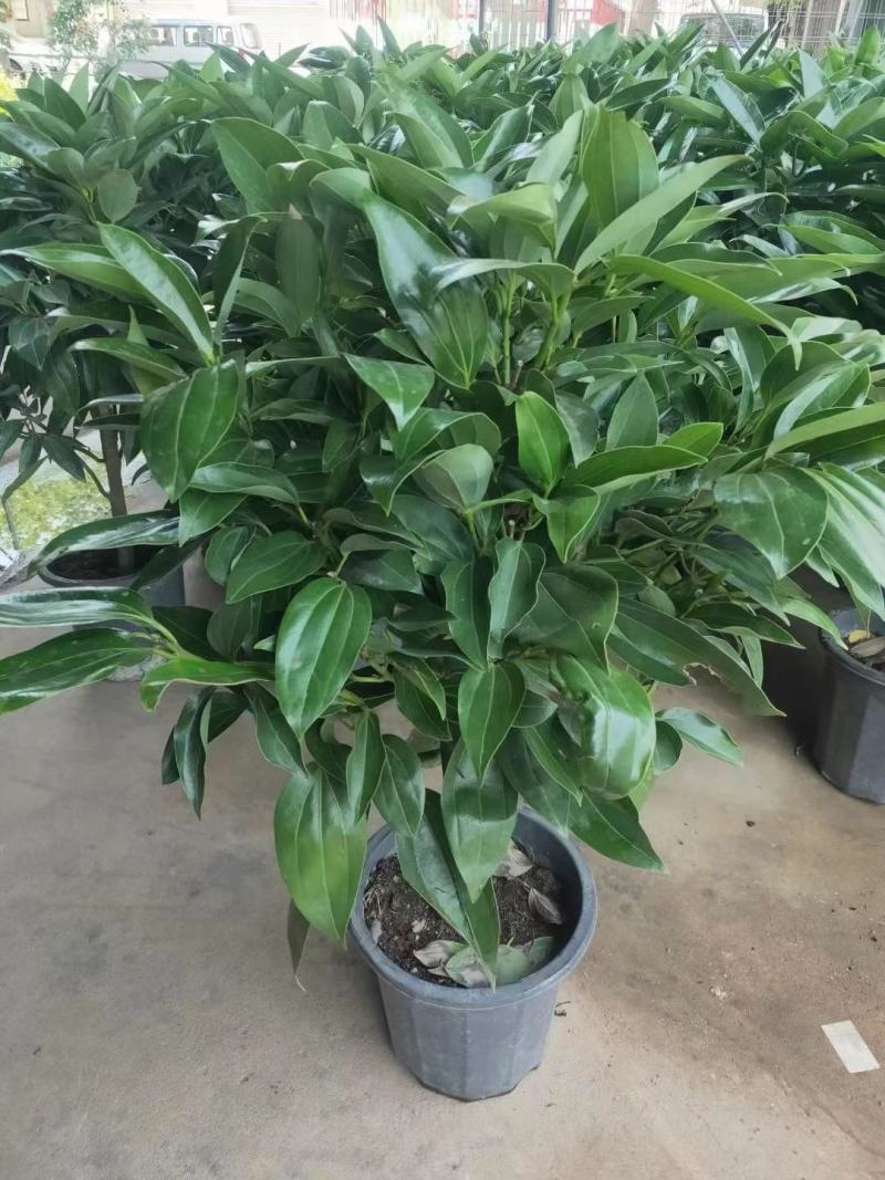 平安树大型绿植基地直销精品绿植盆栽当天下单当天发货