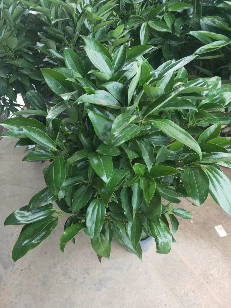 平安树大型绿植基地直销精品绿植盆栽当天下单当天发货
