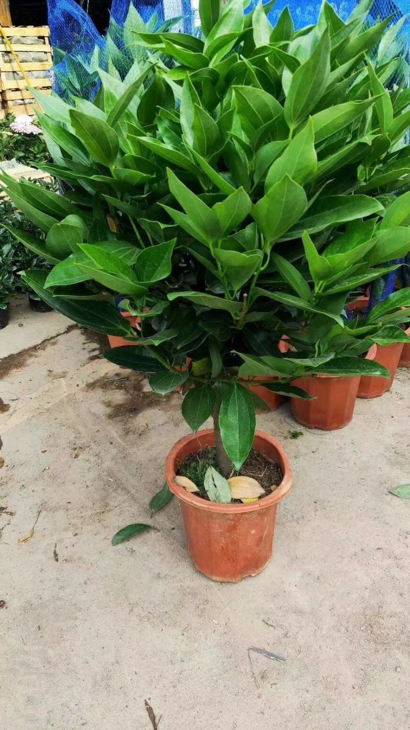 平安树大型绿植基地直销精品绿植盆栽当天下单当天发货