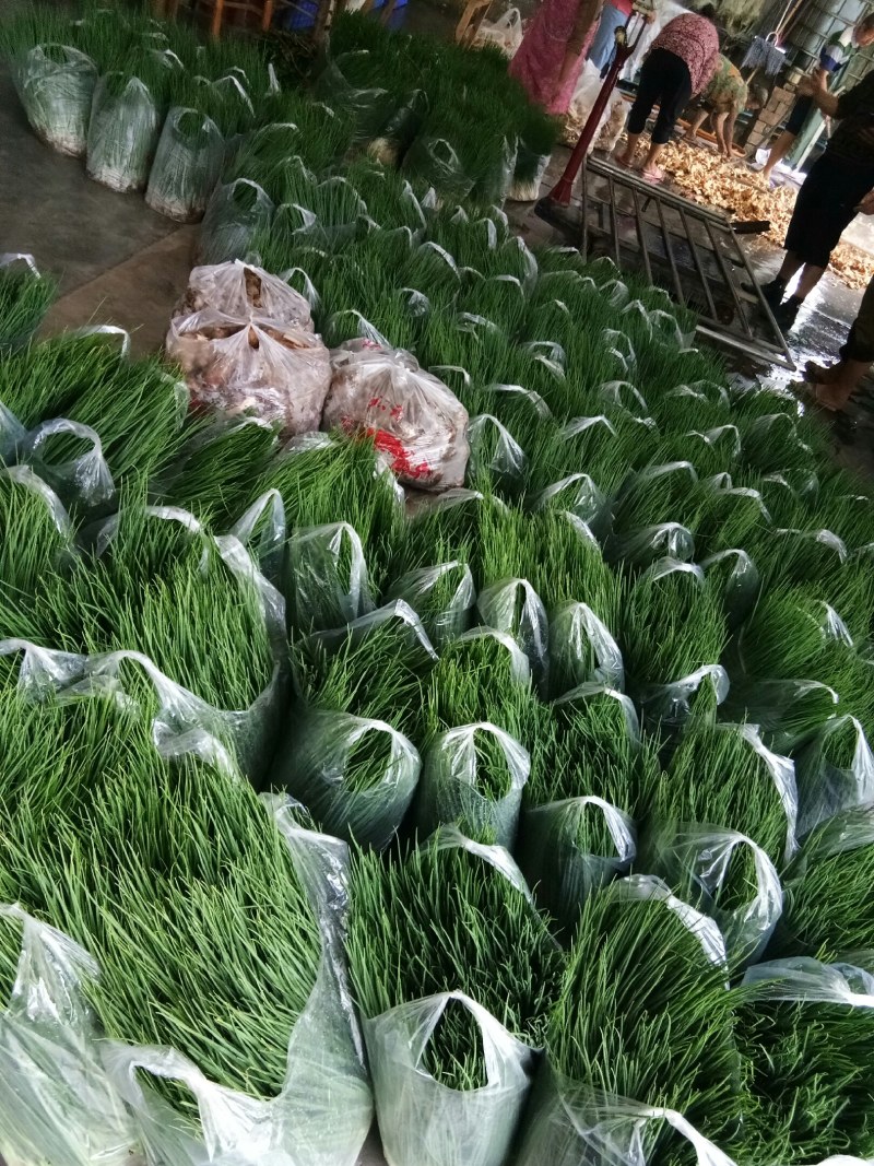 小葱（新鲜笔杆葱现货供应）