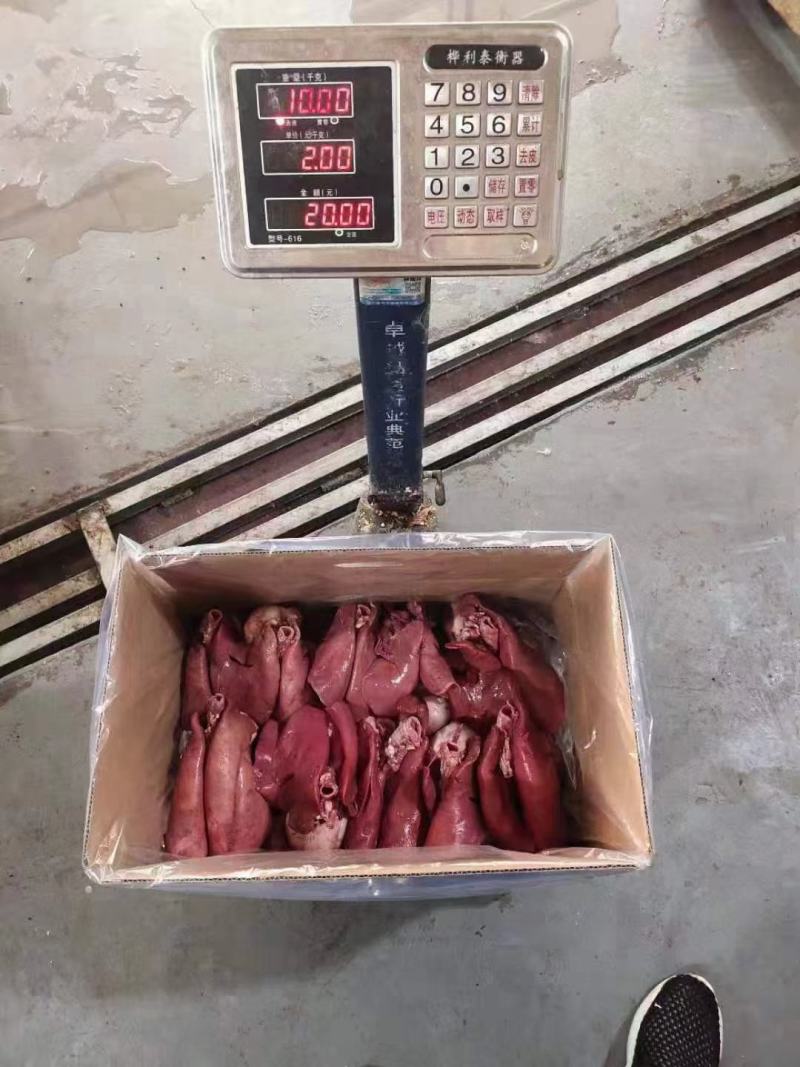 羊肺羊心肺一件二十斤产地一手货源质量保障
