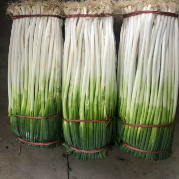 大葱（新鲜铁杆大葱现货供应）