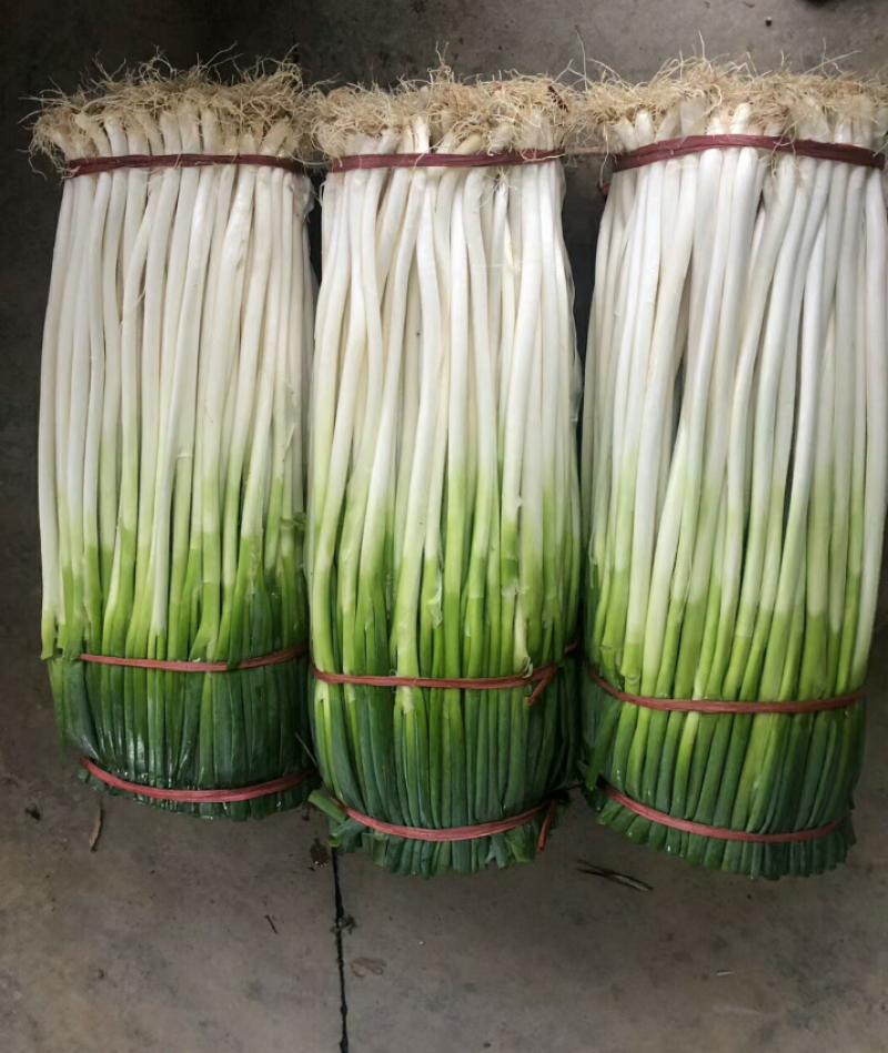 大葱（新鲜铁杆大葱现货供应）
