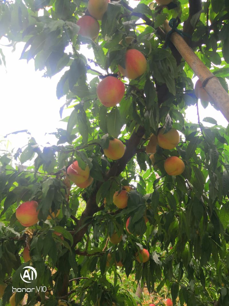纸袋突围甜桃、永莲蜜桃2号水蜜桃6月15日大量上市