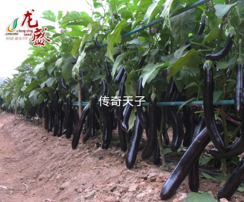 高品质传奇天子极早熟杂交一代茄子种子绿萼绿把长茄油黑亮丽