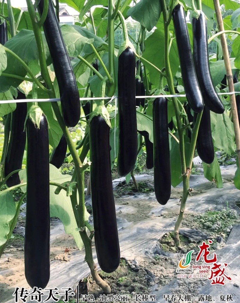 高品质传奇天子极早熟杂交一代茄子种子绿萼绿把长茄油黑亮丽