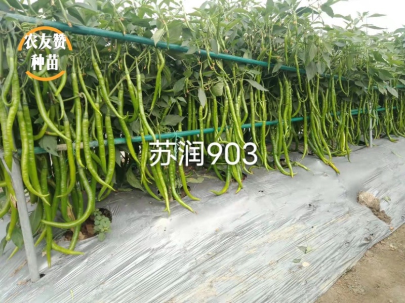 基地专用长线椒种子苏润903青红两用嫩绿色线椒种籽辣味强