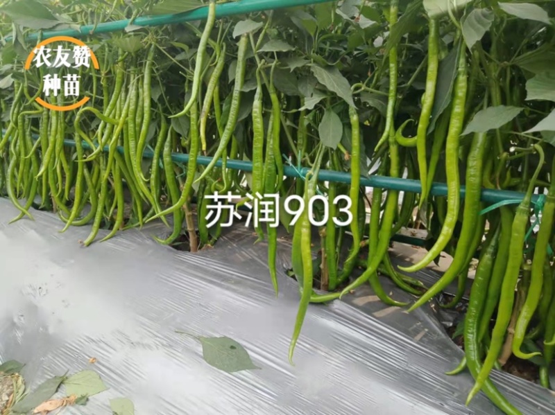 基地专用长线椒种子苏润903青红两用嫩绿色线椒种籽辣味强