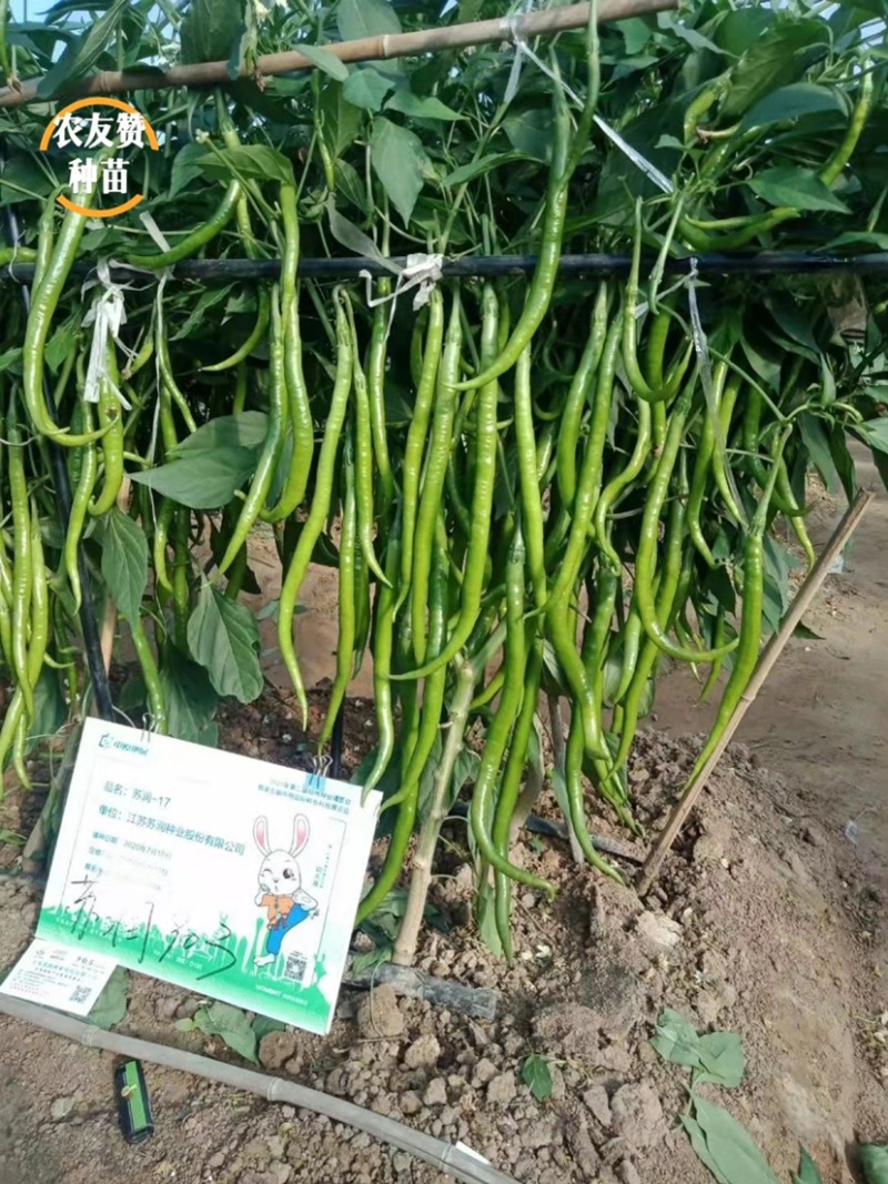 基地专用长线椒种子苏润903青红两用嫩绿色线椒种籽辣味强