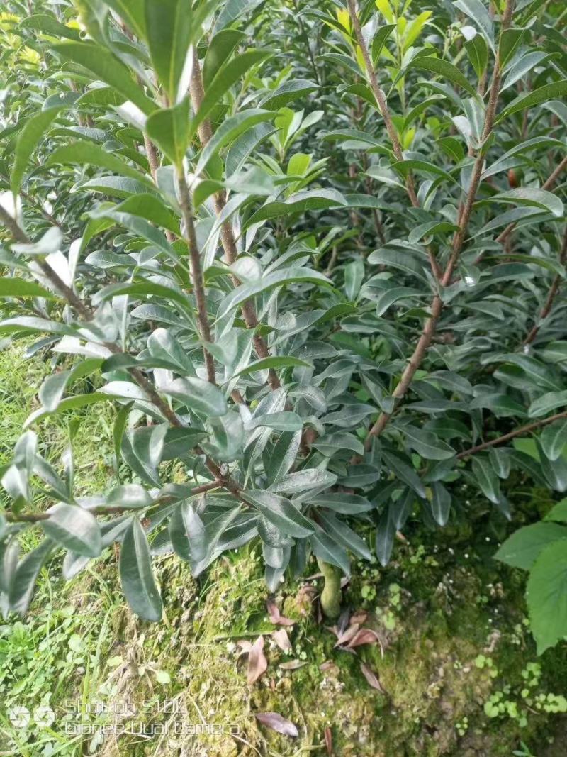 杨梅树