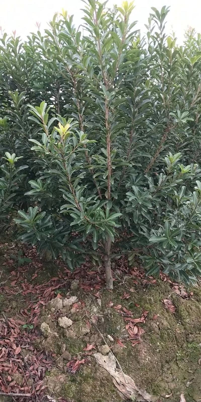 杨梅树