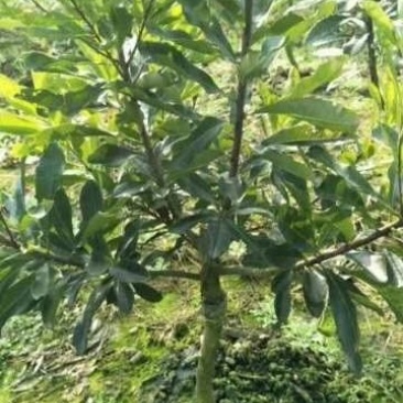 杨梅树