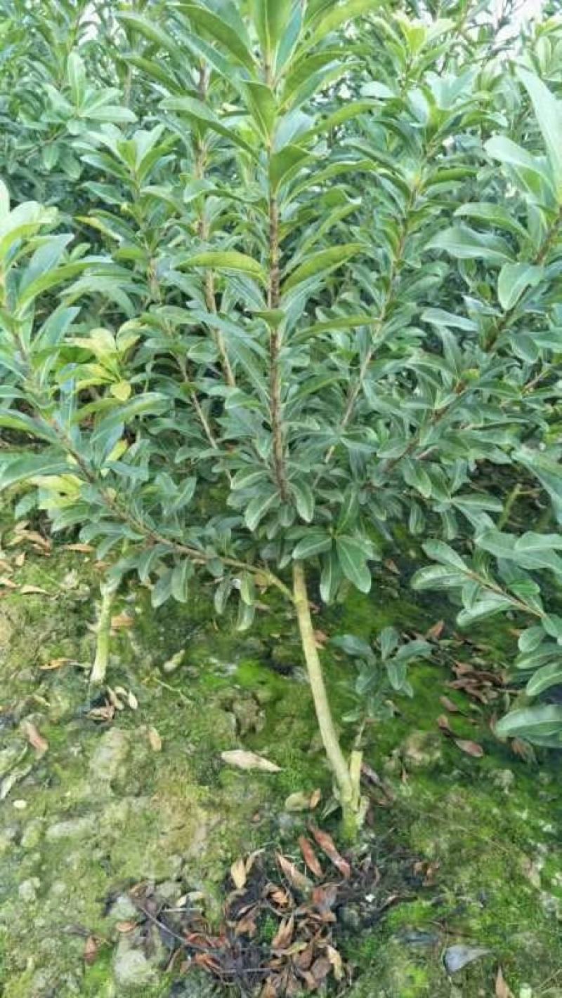 杨梅树