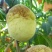 山东菏泽映霜红桃，个大脆甜桃风味浓，生态有机种植无公害果