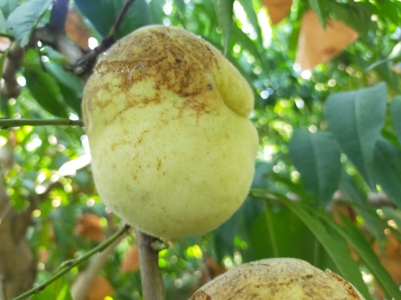 山东菏泽映霜红桃，个大脆甜桃风味浓，生态有机种植无公害果
