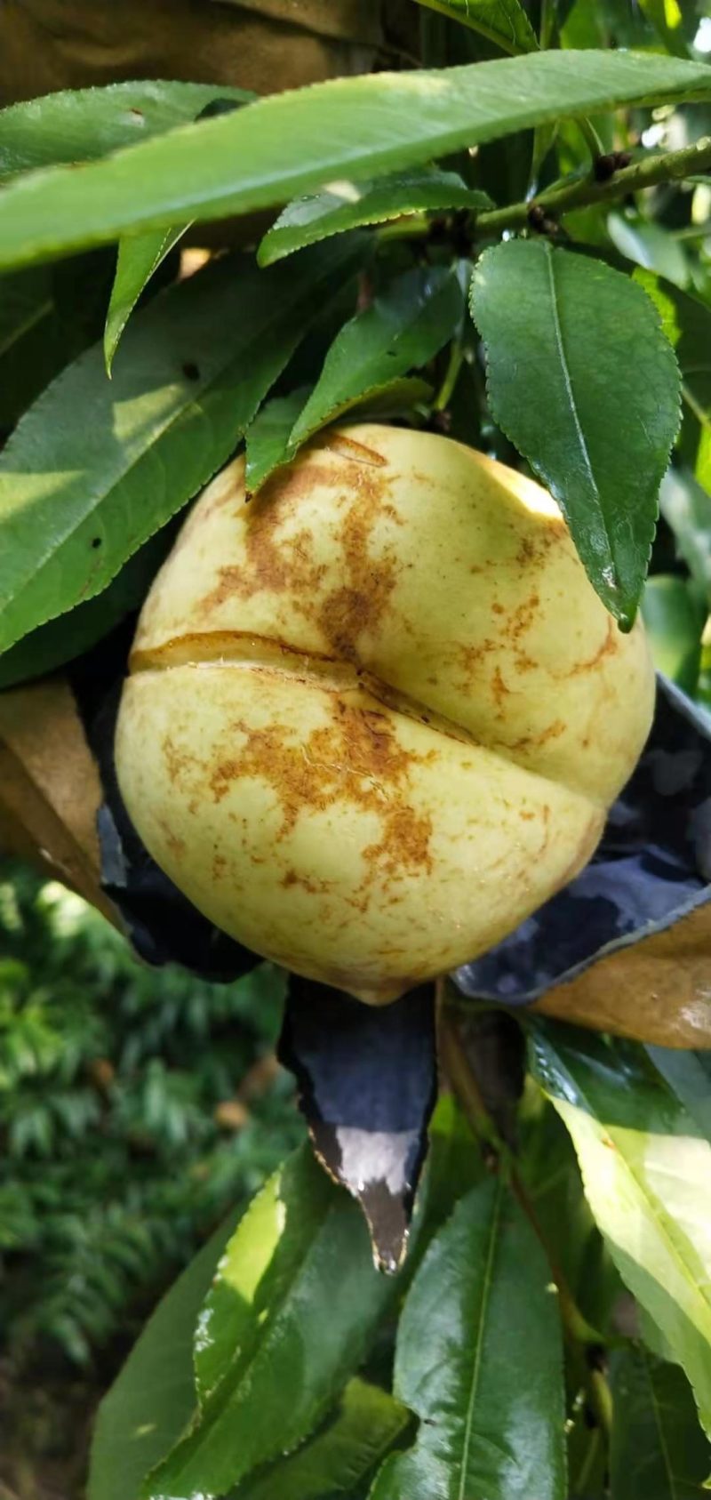山东菏泽映霜红桃，个大脆甜桃风味浓，生态有机种植无公害果
